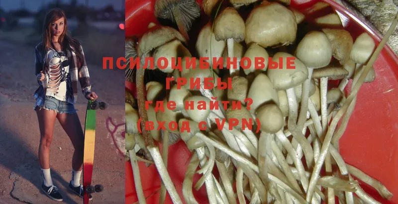 Галлюциногенные грибы Psilocybine cubensis  купить   Советск 